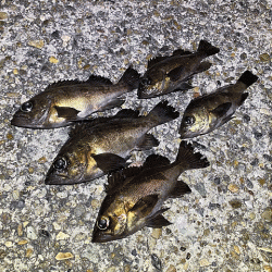 二見周辺メバリング