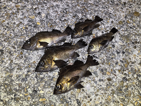 二見周辺メバリング