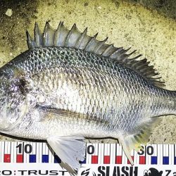 雪の中大型のキビレ