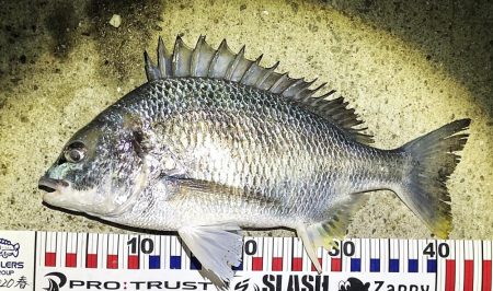 雪の中大型のキビレ