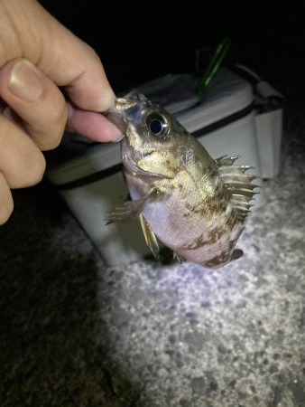 初めてのメバルのウキ釣り