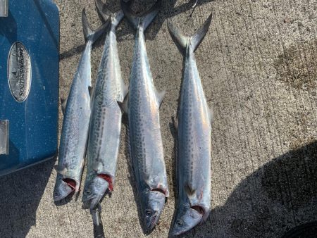 サゴシ入れ食い