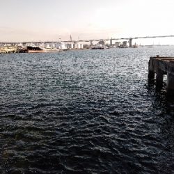 黒鯛の刺身おあずけ