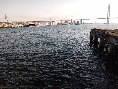 黒鯛の刺身おあずけ