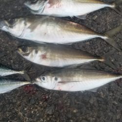 通勤前に少しアジング 尺有り