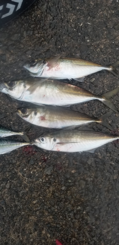 通勤前に少しアジング 尺有り