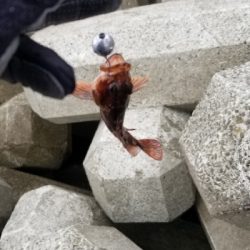 朝、穴釣りに行きました。