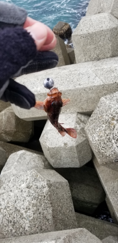 朝、穴釣りに行きました。