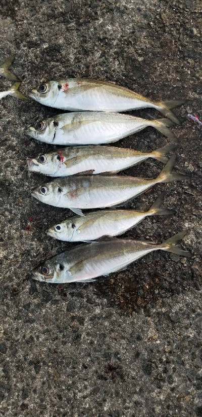 アジング)釣りで怖いのは人でした。