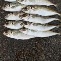 通勤前のアジング２