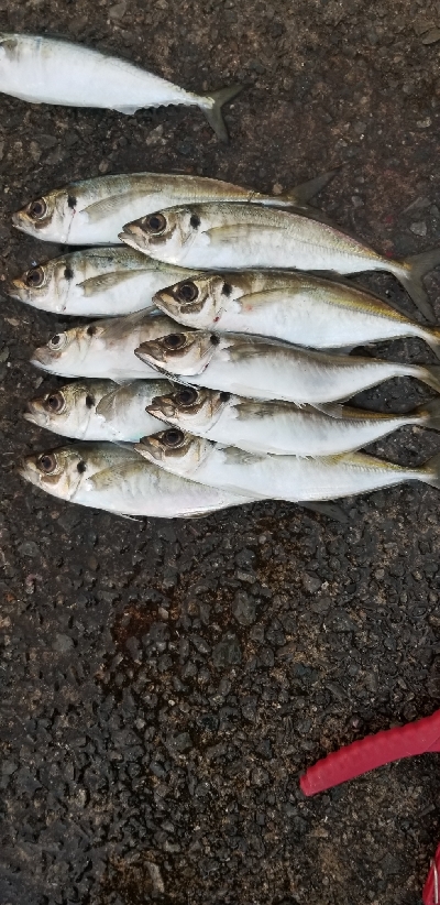 通勤前のアジング２