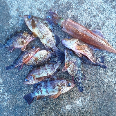 根魚いっぱい、ヤリイカ一杯