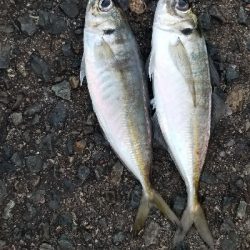 久しぶりにアジングです。