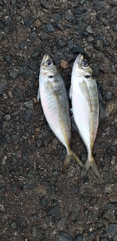 久しぶりにアジングです。