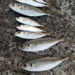 短時間アジング