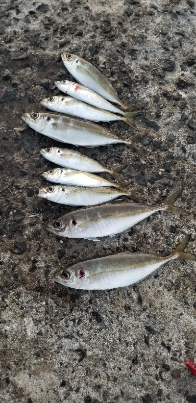 短時間アジング