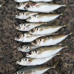 久しぶりの尺アジ