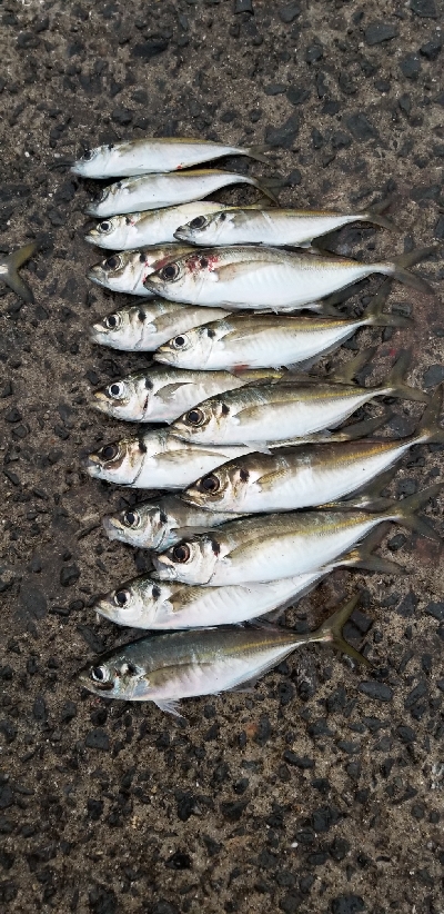 久しぶりの尺アジ