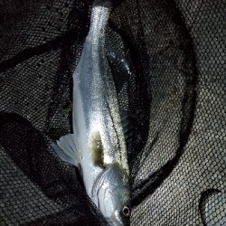 ライトタックルにて。