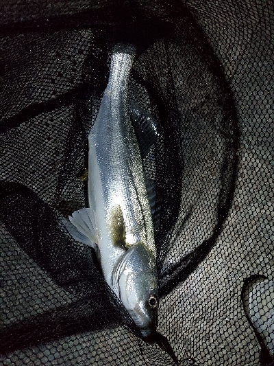 ライトタックルにて。