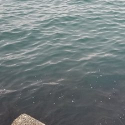 帰宅途中にアジング