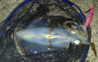 ライトゲーム三昧