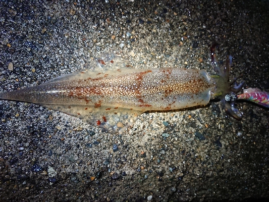 ヤリイカナイトエギング