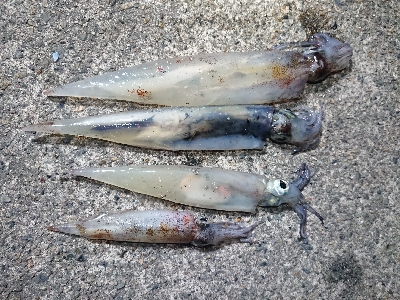 仕事終わりヤリイカ狙い