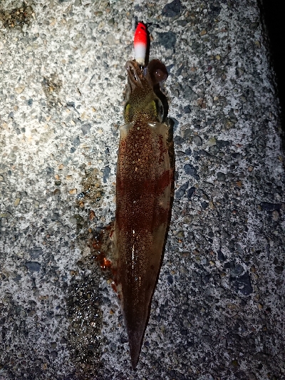 仕事終わりヤリイカ狙い