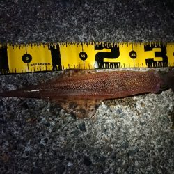 ヤリイカエギング