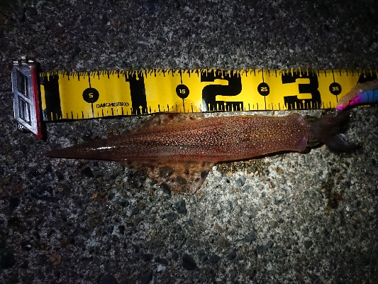 ヤリイカエギング