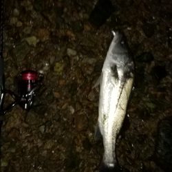 ナイトシーバス、チヌ