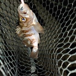 激シブメバリング