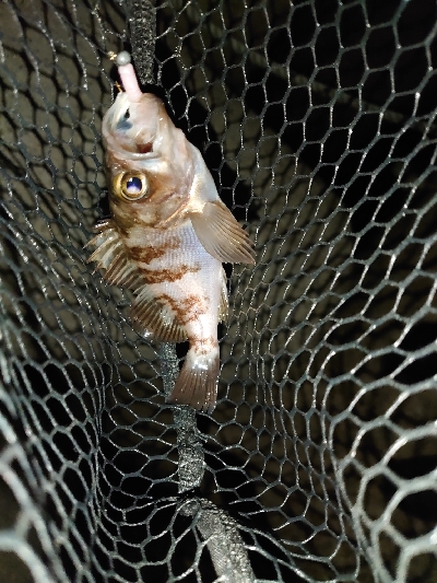 激シブメバリング