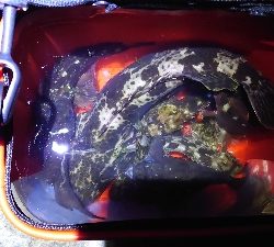 爆風スランプ!激アツ釣行!