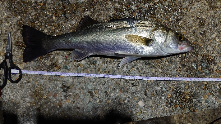 メバルの代わりにスズキさんとバトル