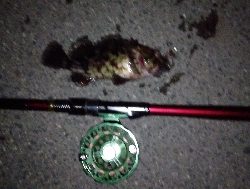 カニ餌食い込み悪し