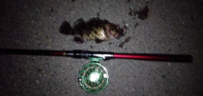 カニ餌食い込み悪し