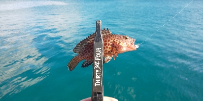 静岡遠征 ライトゲーム