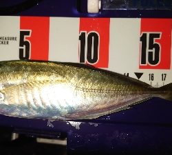 あー気持ちいいもー気持ちいい