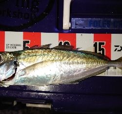 数釣ワッショイ