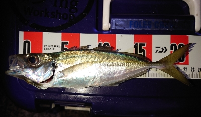 数釣ワッショイ