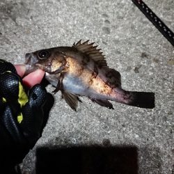 ショートバイト