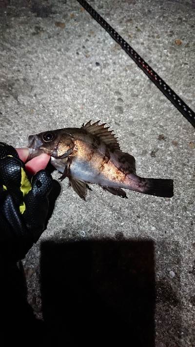 ショートバイト