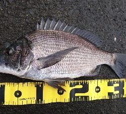 狙い通り 湾から港入口は 釣れる