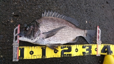 狙い通り 湾から港入口は 釣れる