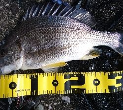 湾の奥は キビレが 多い