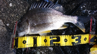 湾の奥は キビレが 多い