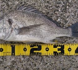 地合が いつか わからん