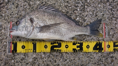 地合が いつか わからん